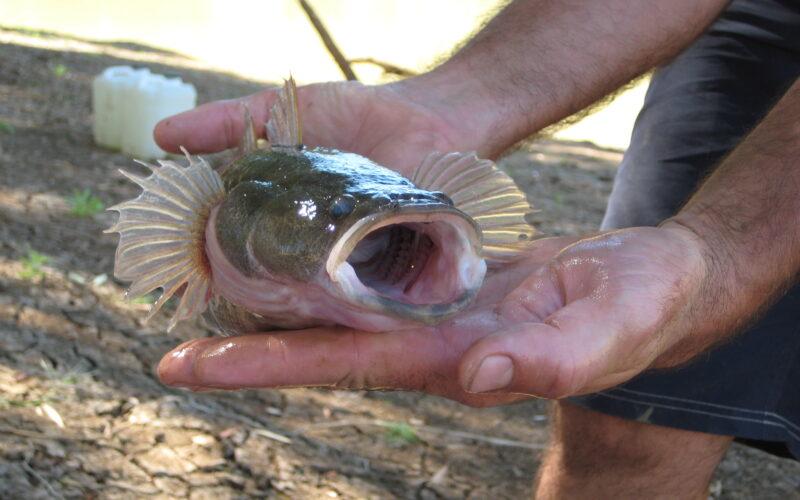 Sleepy Cod, Oxyeleotris lineolatus is a Gulf of Carpentaria fish species. Photo: Stephen Faggotter
